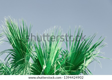 Palm green leaves. Natural texture background with copy space.