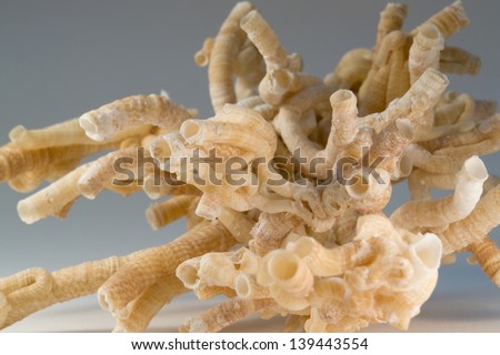 detail of some light brown serpulid worm tubes in gradient grey back Royalty-Free Stock Photo #139443554