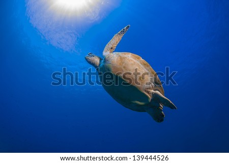 Turtle likes flapping