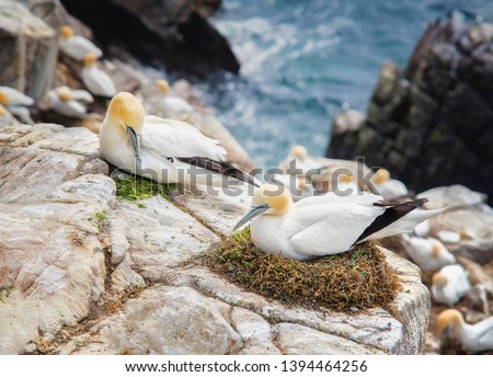 Northern gannet (Morus bassanus).Seabird, the largest species of the gannet family. Female squats in nest.The male invites her to mate as a gift by offering fresh herbs. Royalty-Free Stock Photo #1394464256