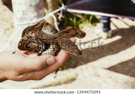 Small Python snake on hand