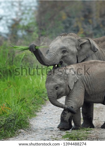 Beautiful Elephant mother & Baby 