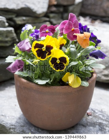 Container of pansy flowers