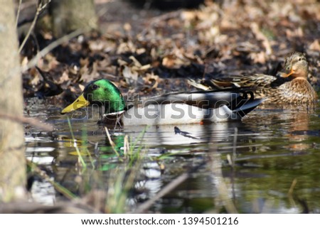 Mallard Duck in the Water