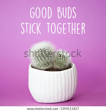 A wall art print of two tiny, prickly cacti nestled together in a small white pot , with the quote: "Good buds stick together", isolated on a purple/mauve/pink background.