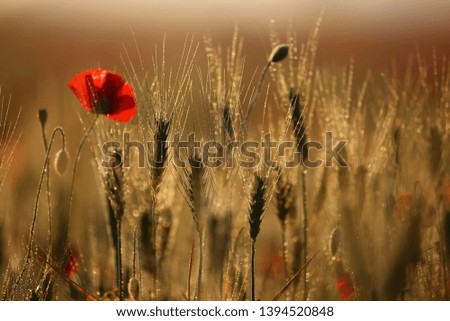 Red field blossom of poppies, beauty nature