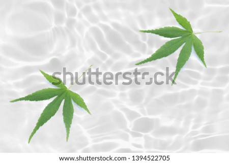 Japanese green maple leaf abstract on rippled white water texture background