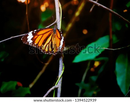 A common tiger butterfly in the jungle of Koh Yao island
