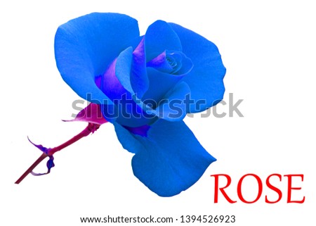 Blue rose flawar wallpaper image