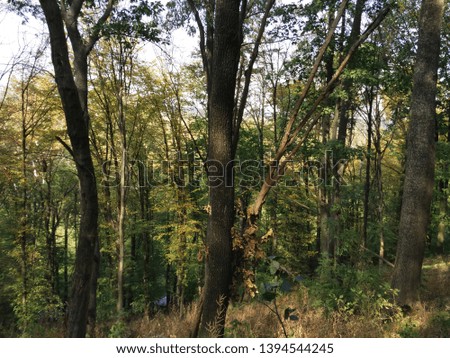 Beautiful summer forest with different trees 