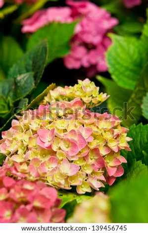 Hydrangea like the cold weather.