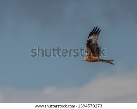 Red Kite flying Woodford Valley Salisbury Wiltshire 
