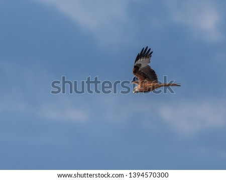 Red Kite flying Woodford Valley Salisbury Wiltshire 