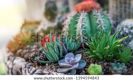 Various types of cactus in botanical garden.Cactus in a garden close up.Various types of cactus.Cactus for home decoration.Haworthia limifolia.