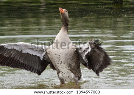 Portrait of a greylag goose (anser anser) flapping it's wings in the water