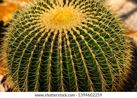 Close-up of big ball cactus plant with sharp spines. Macro photography of lively Nature.