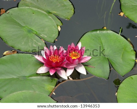 Pair of open red lotus flowers