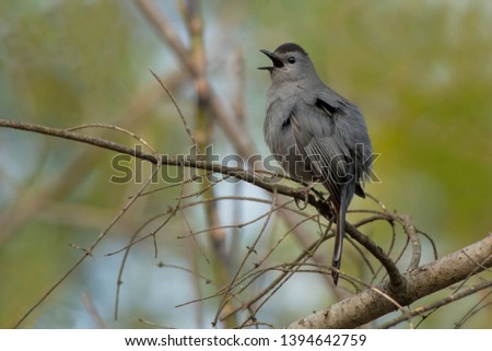 A Grey Catbird is perched on a branch and is sweetly singing in the morning. Also known as a Slate-coloured Mockingbird. Taylor Creek Park, Toronto, Ontario, Canada.