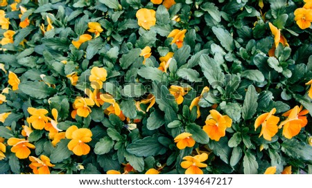 Viola,Yellow flowers in the green bushes.
