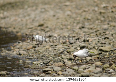 Brown-hooded gulls (Chroicocephalus maculipennis). Angelmo. Puerto Montt. Los Lagos Region. Chile.