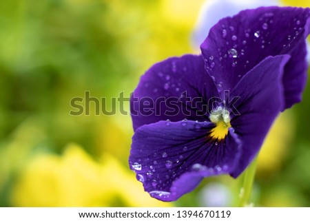 Macro photo of beautiful flowers