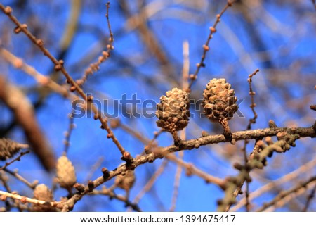 Pitch Pine trees with fresh brown pine cones against the blue sky