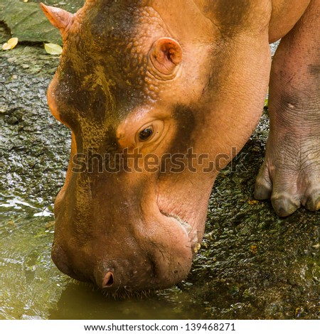 a hippo in open zoo drinking water. Thailand