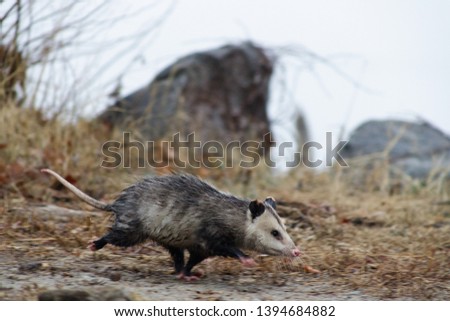 Young opossum (Didelphimorphia) running through forest in Occoquan Bay National Wildlife Refuge