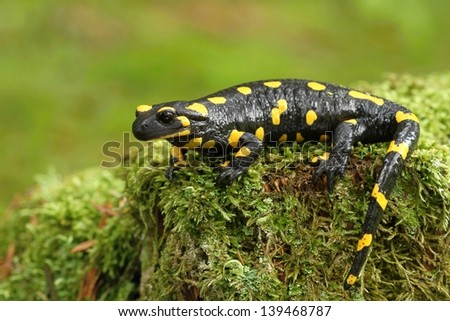Tailed salamander