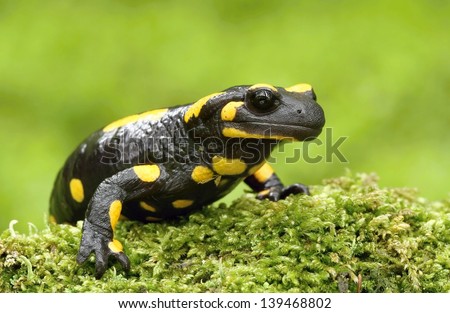 Salamander portrait
