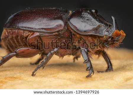 closeup shot of female rhinoceros beetle 