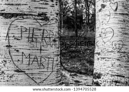 Trunks of trees with bark engraved with the names of lovers