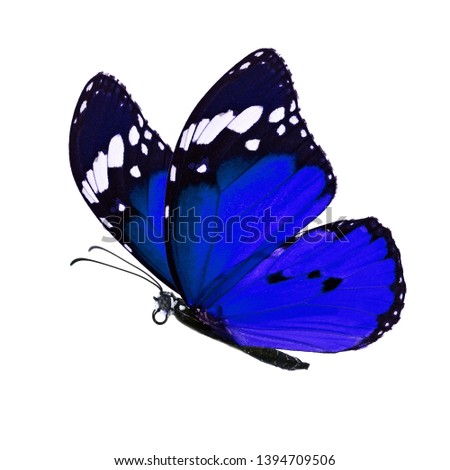 Beautiful blue monarch butterfly isolated on white background