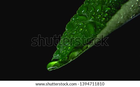 Green leaf with water drops for background. 