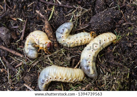 Large larvae of a rare European rhinoceros beetle (Oryctes nasicornis). Concept protected insects.