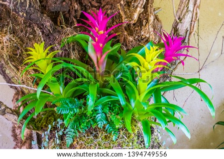 colorful guzmania flowers in the colors pink and yellow, tropical decorative artificial plants
