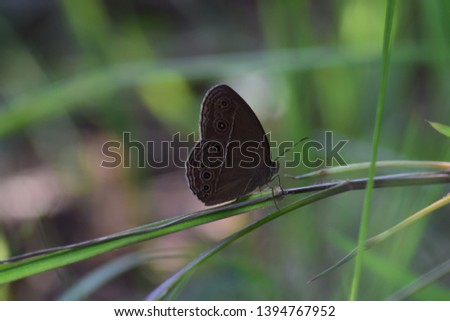 The style of butterflies hiding on the leaves. A beautiful butterfly appears from the side. Black and brown butterfly pattern. One of the life of butterflies in the wild. The latest photo of wildlife 