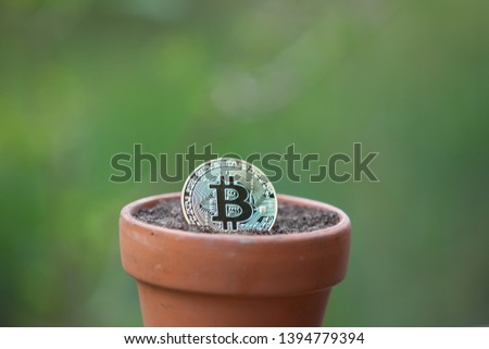 Bitcoin in a Flower pot filled with soil