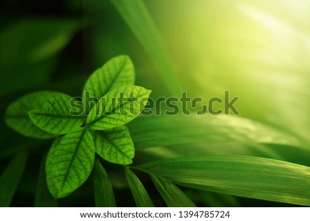Nature view of green leaf on blurred green background in forest. Leave space for letters, Focus on leaf and shallow depth of field.