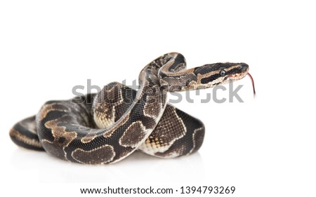 Royal Python, or Ball Python (Python regius) in side view. Isolated on white background Royalty-Free Stock Photo #1394793269