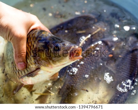 live river fish carp in hand close-up
