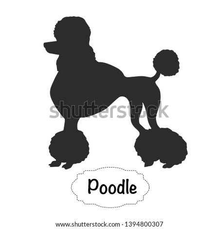 Vector isolated silhouette of poodle dog on white background.