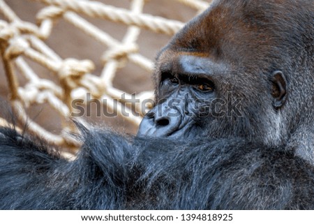 Detail picture/portrait of male silverback. The western lowland gorilla (Gorilla gorilla gorilla) lives in montane, primary and secondary forests and lowland swamps in central Africa. 
