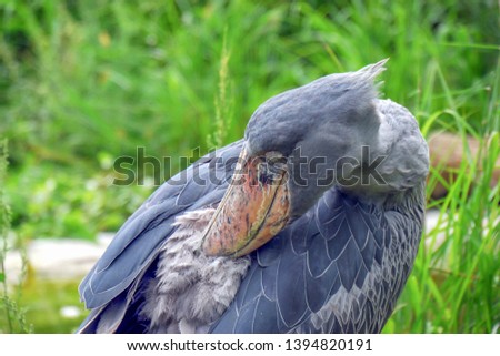 The shoebill (Balaeniceps rex) also known as whalehead, is a very large stork-like bird. Natural environment with green background. Detail picture of animal. 
