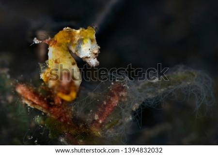 Pontoh's pygmy seahorse (Hippocampus pontohi). Underwater macro photography from Romblon, Philippines