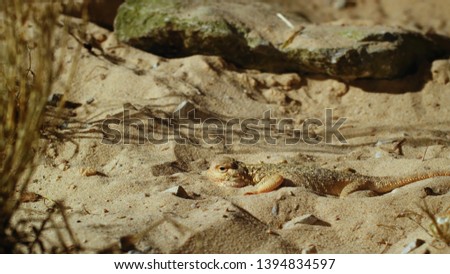 Unusual sand lizard unusual background