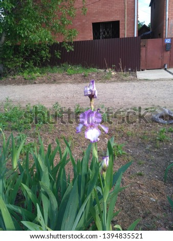 Iris on the road of Russia
