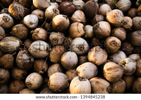 Textured background of brown coconuts