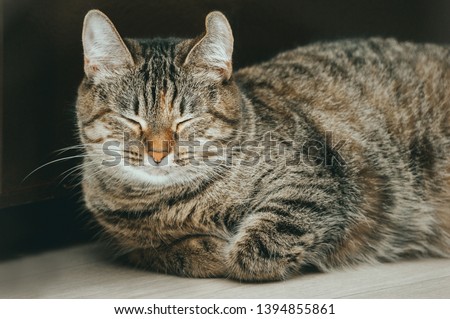 cat close up on a dark background