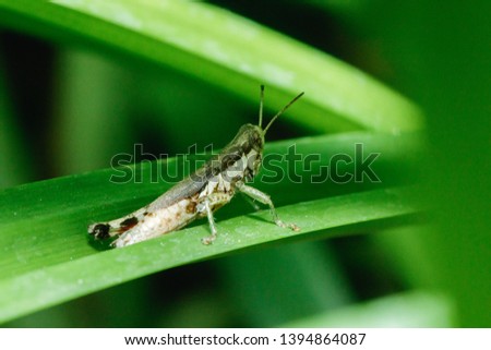 Brown grasshopper on leaves in nature.